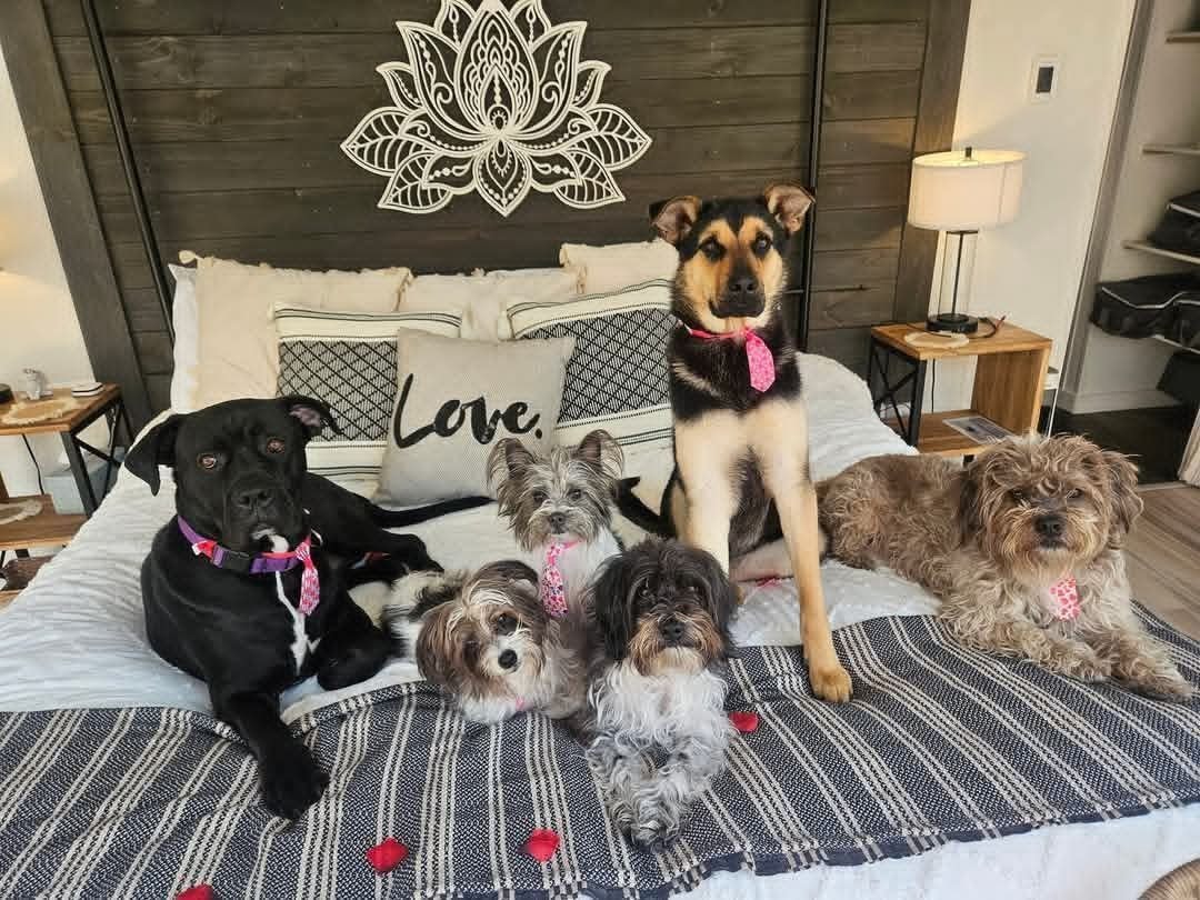 All six of our dogs lounging on the bed at home